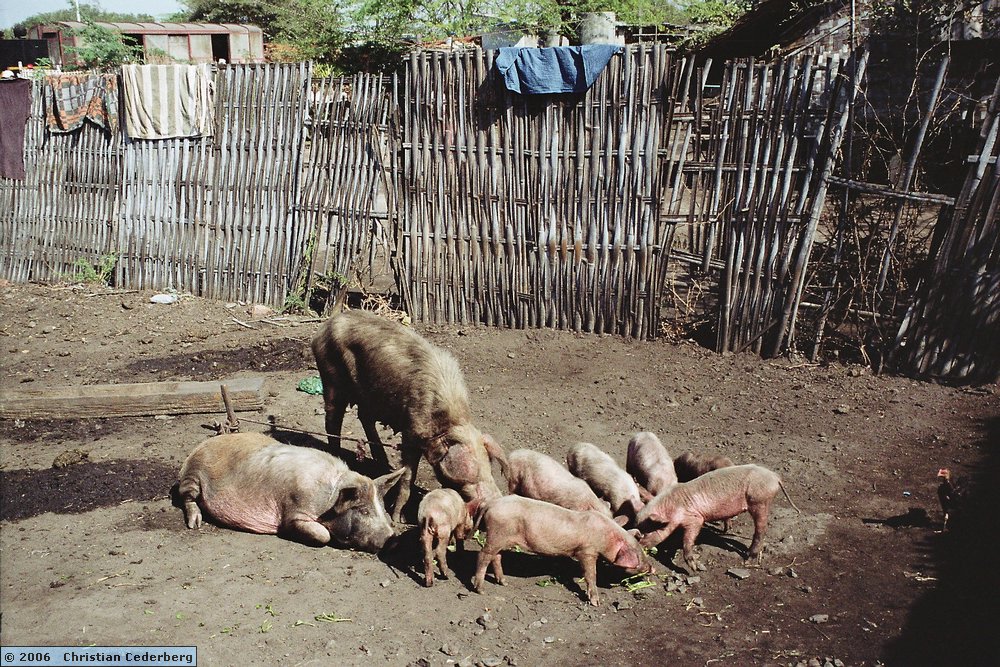 2006-02-15 (02) Pigs in the Pen at Pyawbwe station.jpg