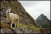 2003-09-04 Lama i ruinbyen Macchu Pichu.jpg