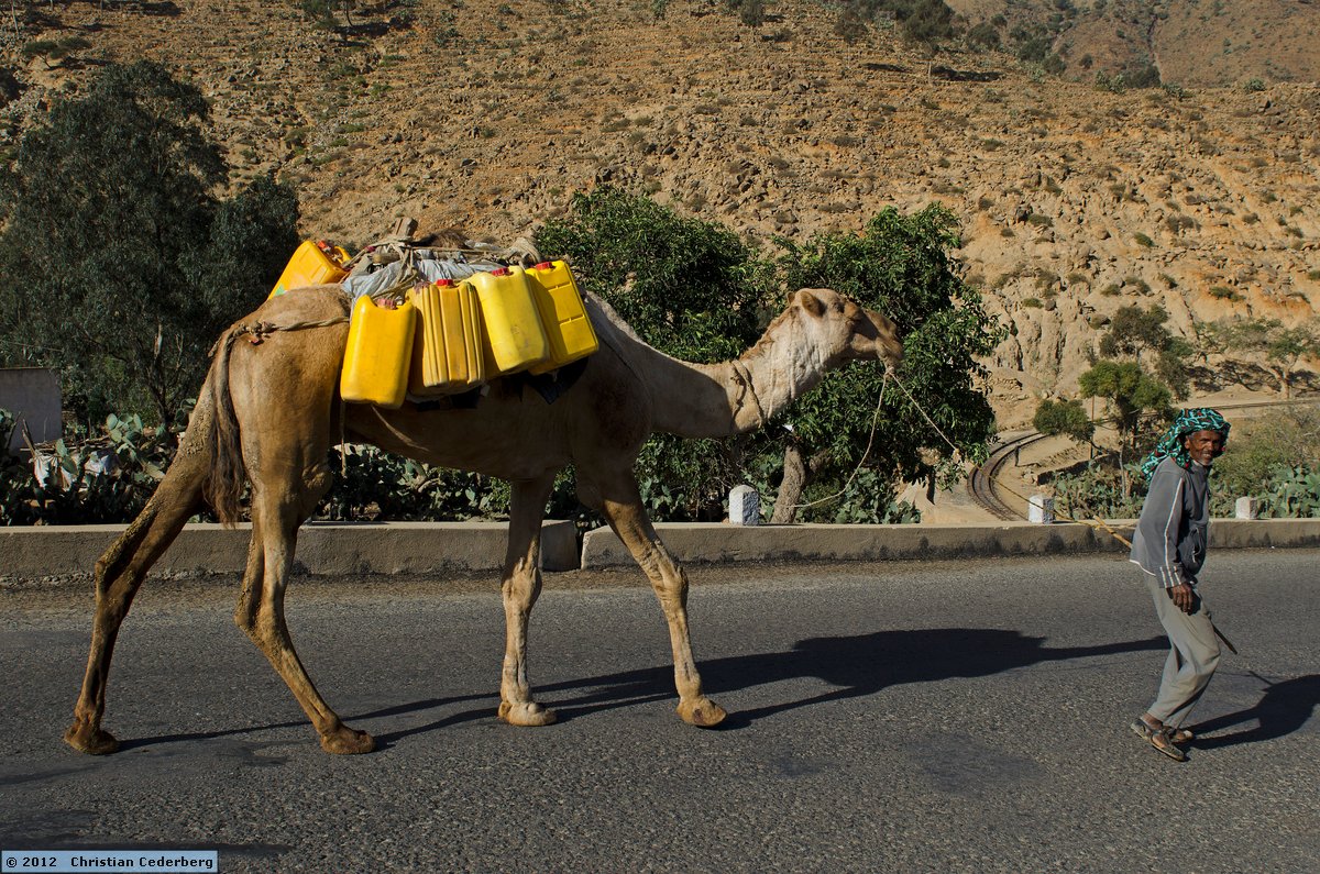 2012-12-20 09.06 Camel carrying water in Nefasit.jpg