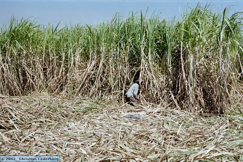 2002-08-13 (11) PG Olean - Cutting sugar cane.jpg