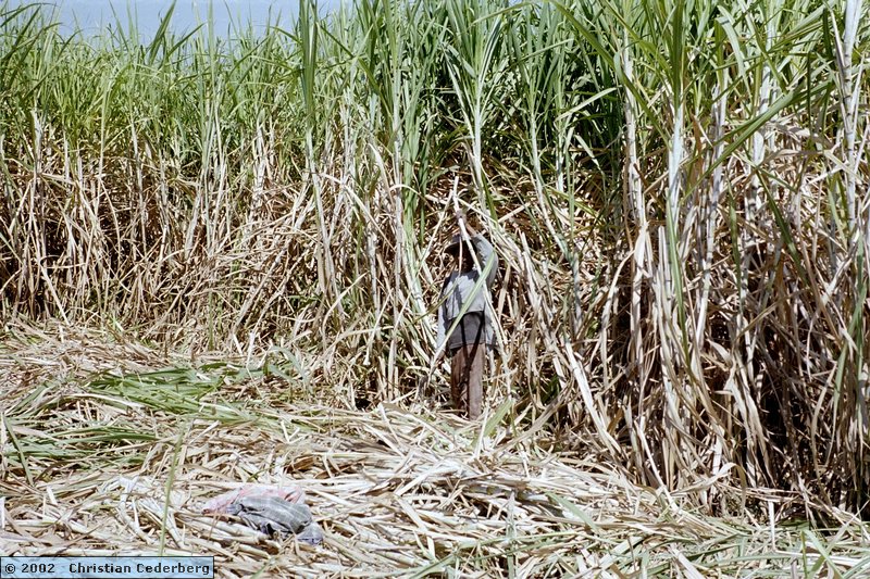 2002-08-13 (12) PG Olean - Cutting sugar cane.jpg