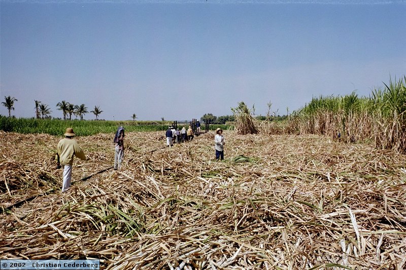2002-08-13 (13) PG Olean - Loading sugar cane.jpg