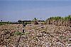 2002-08-13 (10) PG Olean - Loading sugar cane.jpg