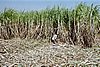 2002-08-13 (11) PG Olean - Cutting sugar cane.jpg