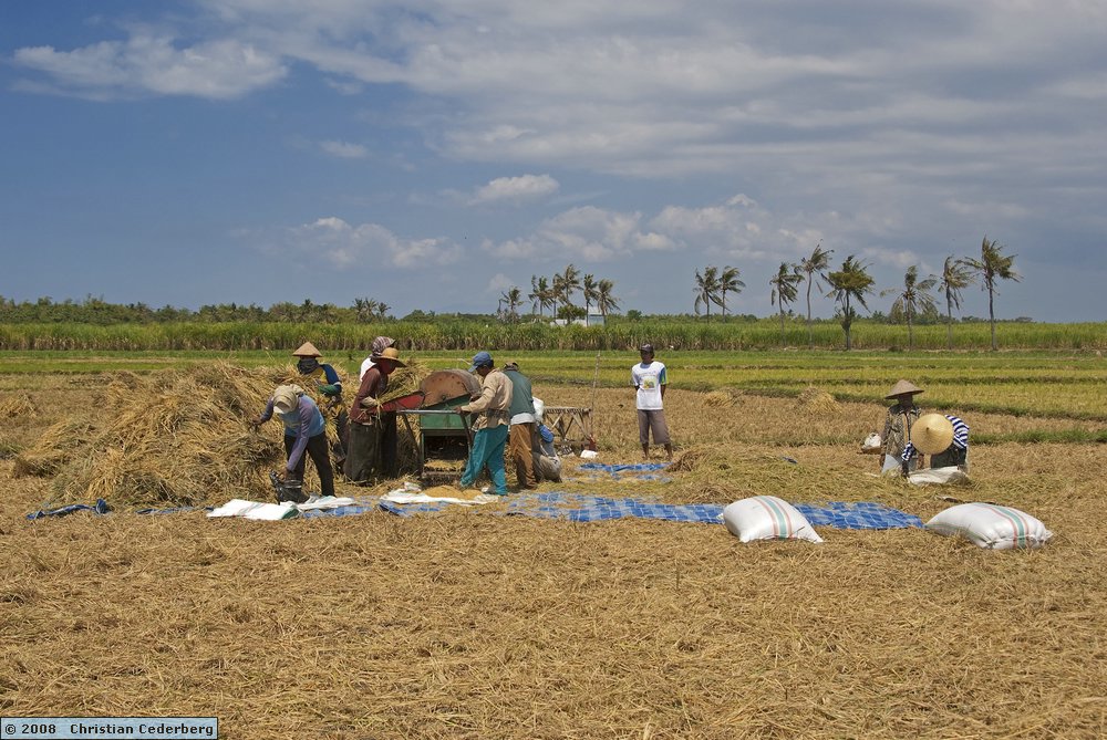 2008-08-15 12.53 Harvesting rice at Olean.jpg