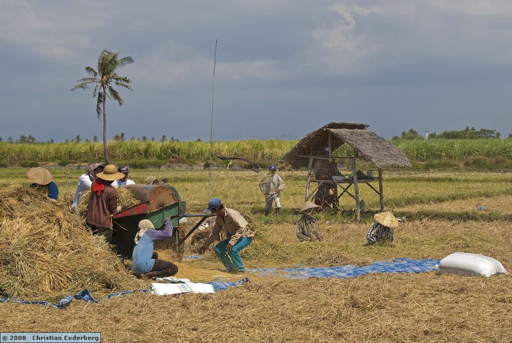 2008-08-15 12.54 Harvesting rice at Olean.jpg