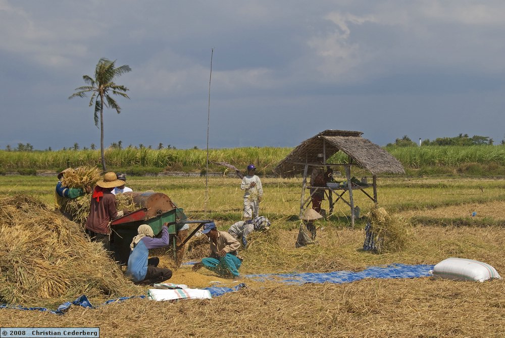 2008-08-15 12.55 Harvesting rice at Olean.jpg