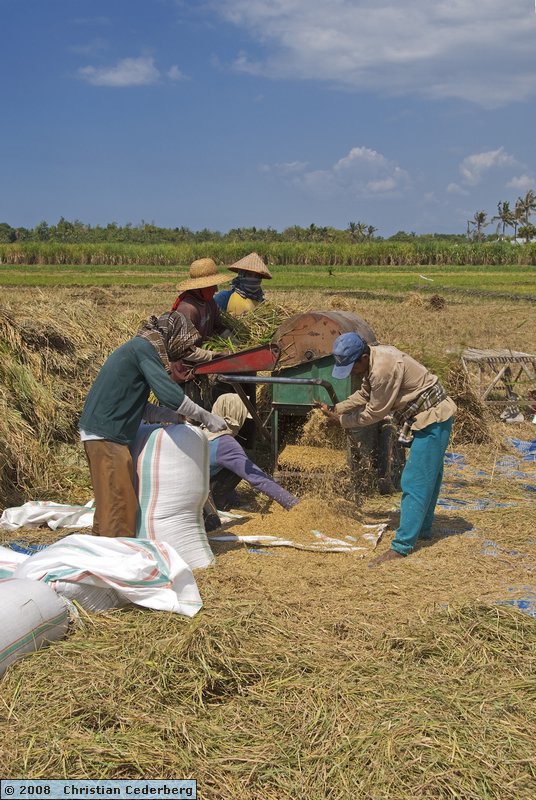 2008-08-15 13.02 Harvesting rice at Olean.jpg