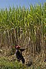 2008-08-15 08.58 Cutting Sugar Cane in the fields of Olean.jpg