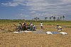 2008-08-15 12.53 Harvesting rice at Olean.jpg