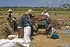 2008-08-15 13.03 Harvesting rice at Olean.jpg