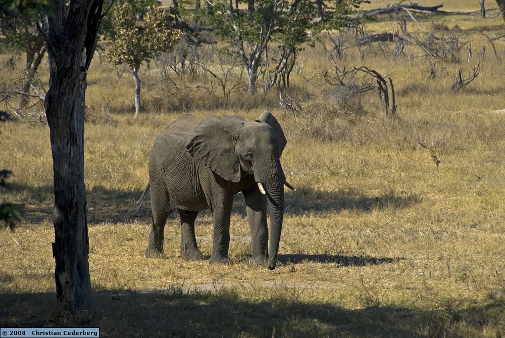 2008-06-29 12.17 Elephant at Hwange Safari Lodge.jpg