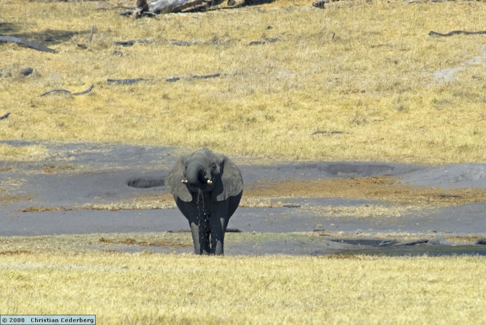 2008-06-29 12.36 Elephant at Hwange Safari Lodge.jpg