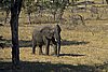 2008-06-29 12.17 Elephant at Hwange Safari Lodge.jpg